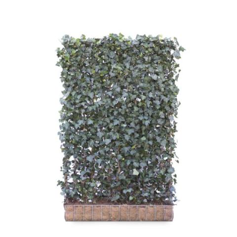 Fertighecke Hedera Helix Woerner 120 x 180 cm (B x H)