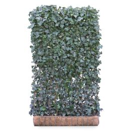 fargesia nitida black Fargesia nitida Fountain Clump Bamboo SOLD OUT